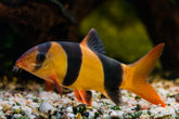 CLOWN LOACH